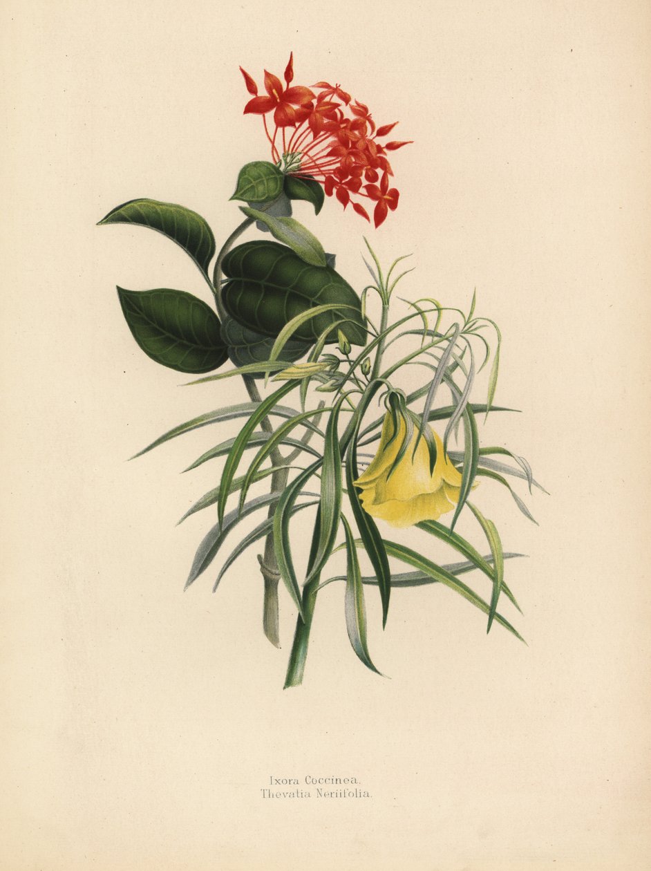 丛林天竺葵，Ixora coccinea和黄色夹竹桃，Thevetia neriifolia，Cascabela thevetia 作者 不明