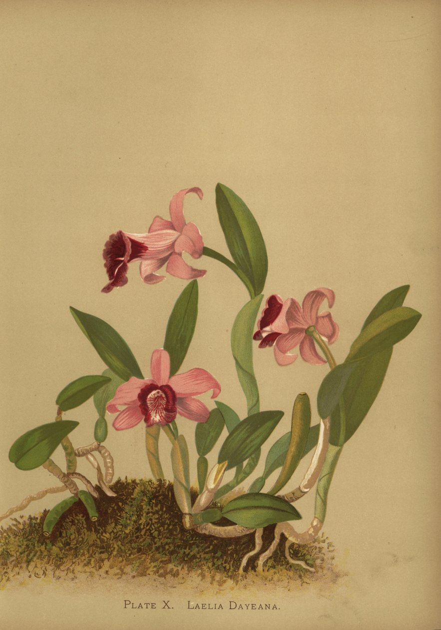 Laelia dayana或Cattleya bicalhoi兰花 作者 不明