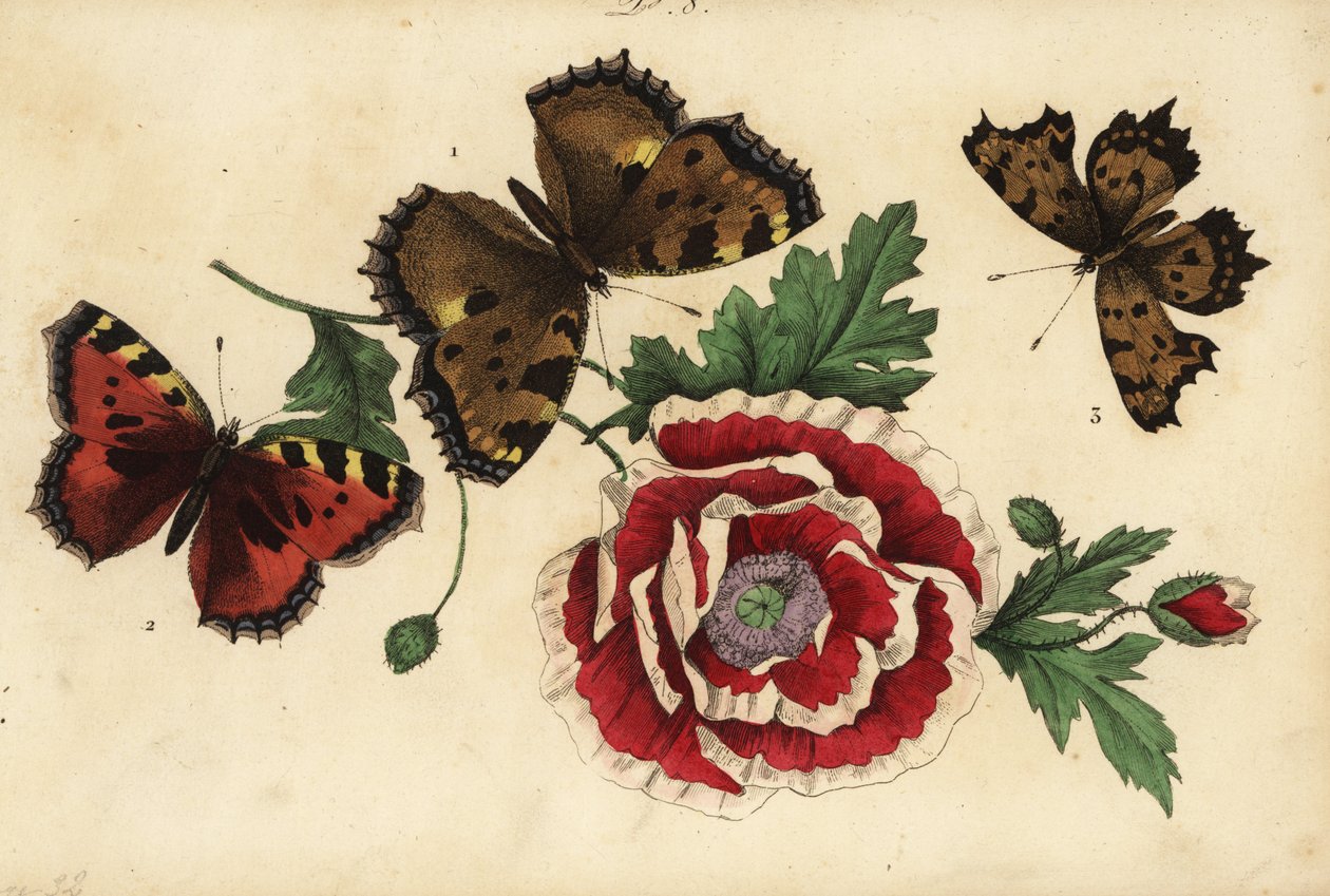 大玳瑁，Nymphalis polychloros 1，小玳瑁，Aglais urticae 2，逗号蝴蝶，Polygonia c-album 3，罂粟 作者 不明