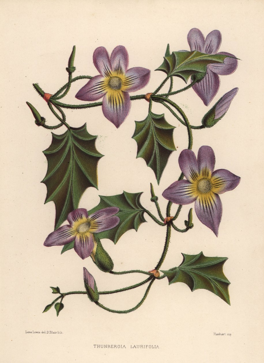 月桂树clockvine或蓝色喇叭藤，Thunbergia laurifolia 作者 不明