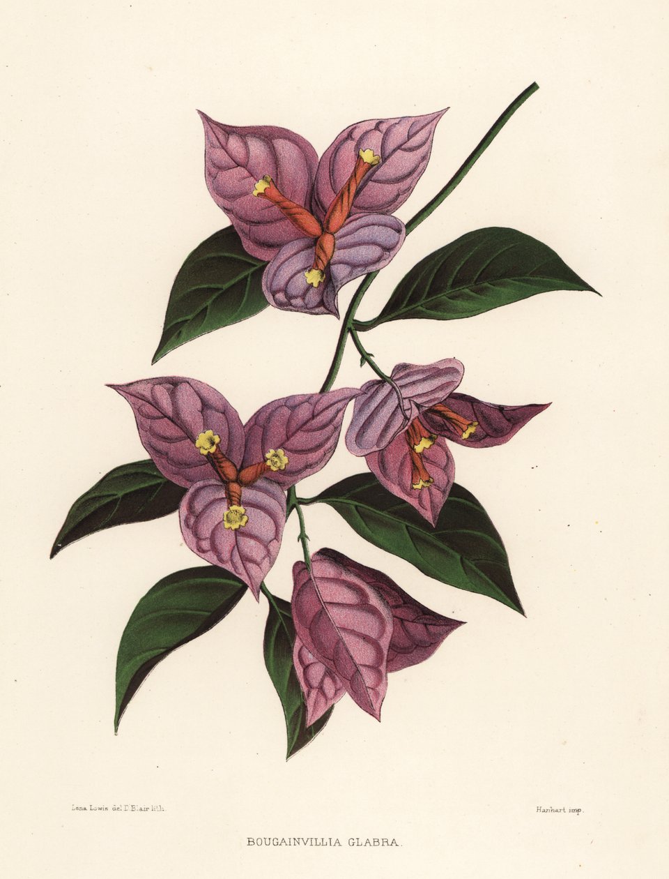 较小的九重葛或纸花，九重葛（Bougainvillea glabra） 作者 不明