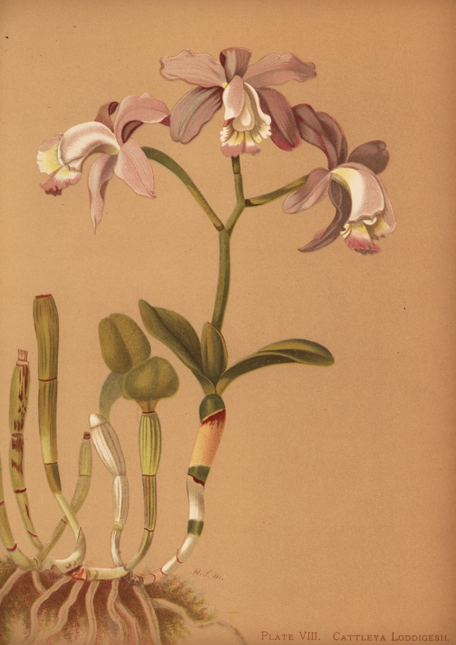 Loddigess cattleya兰花，Cattleya loddigesii 作者 不明