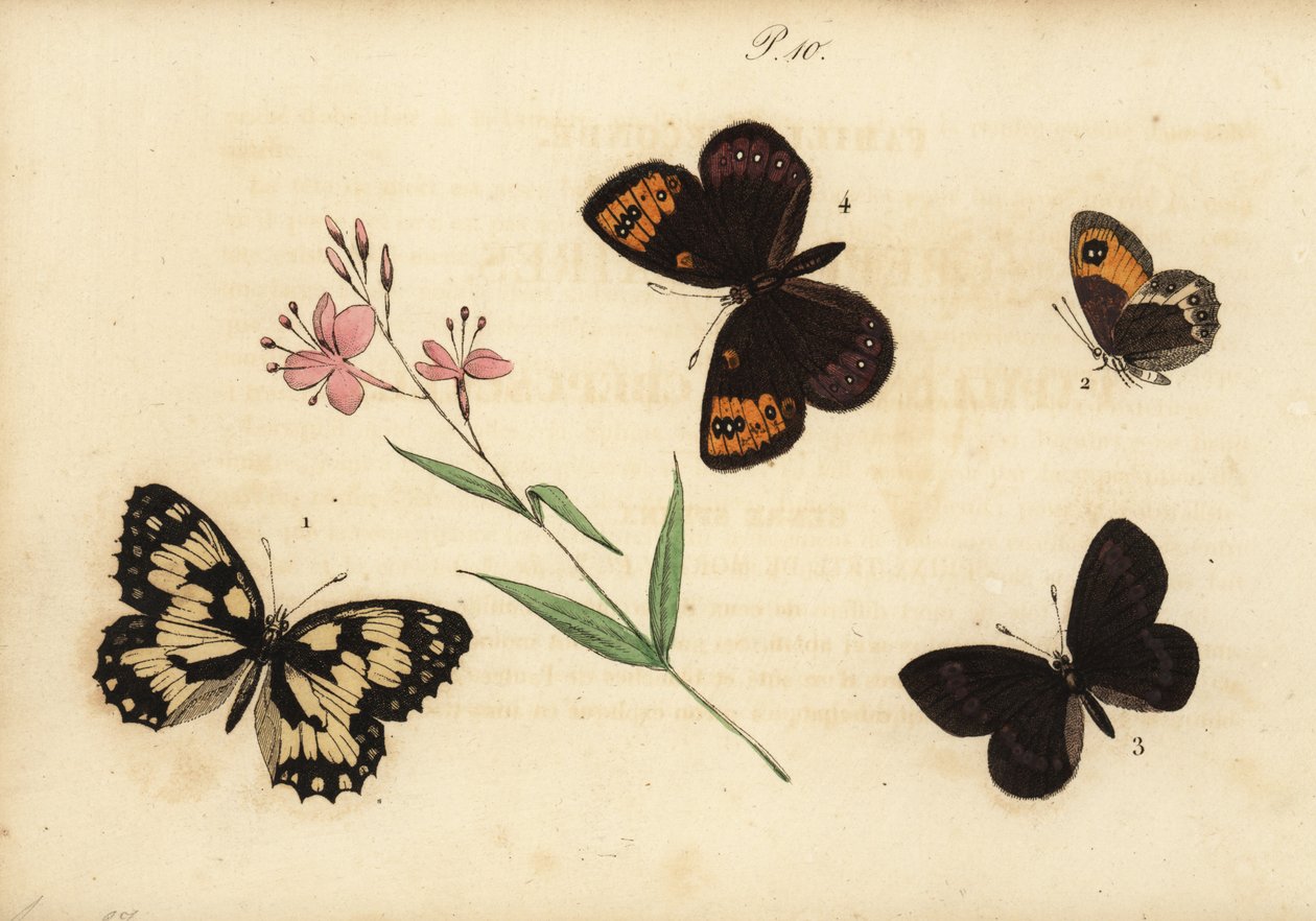 大理石白色，Melanargia galathea 1，西班牙看门人，Pyronia bathseba 2，杏仁小环，Erebia alberganus 3和春季小环，Erebia epistygne 4. Satyre demi-deuil，Satyre pasiphae，Satyre ce 作者 不明