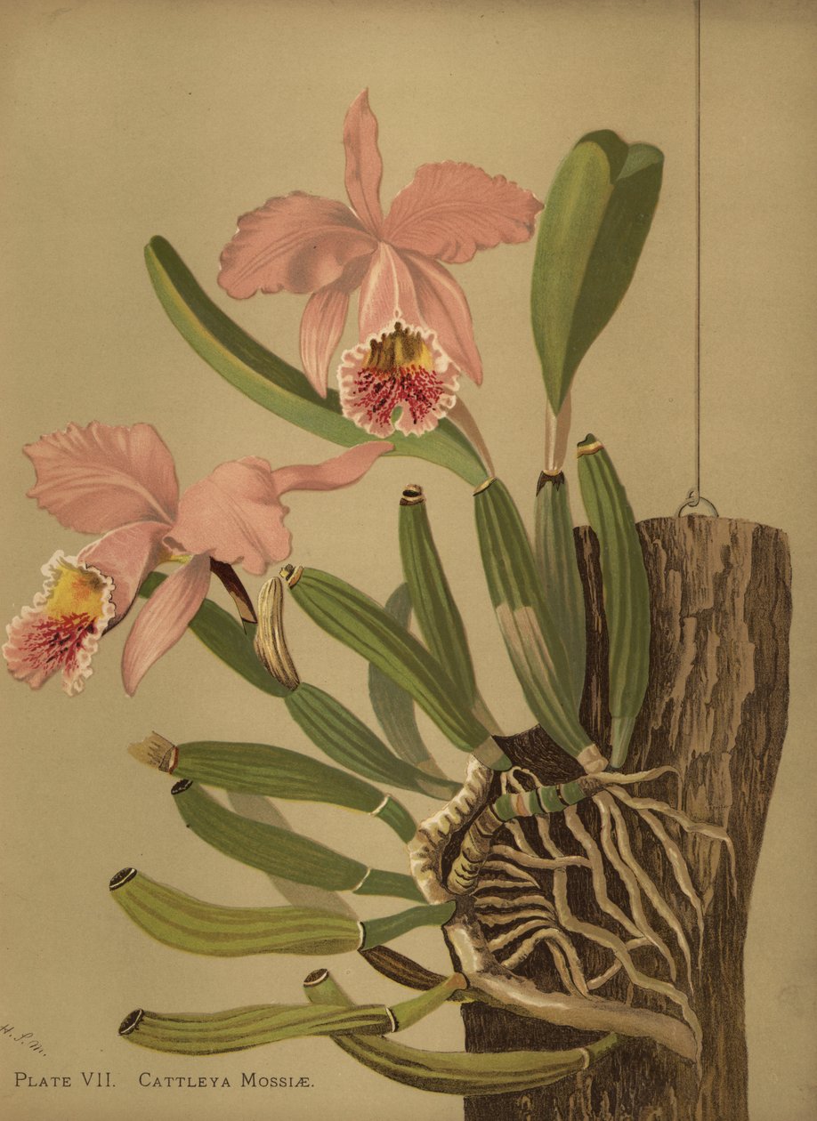 Mosss cattleya或复活节兰花，Cattleya mossiae 作者 不明