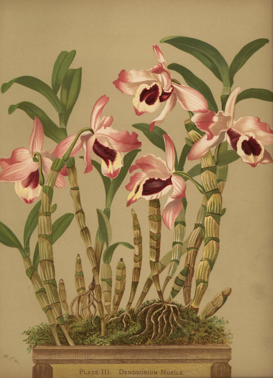 石斛兰花，石斛 作者 不明