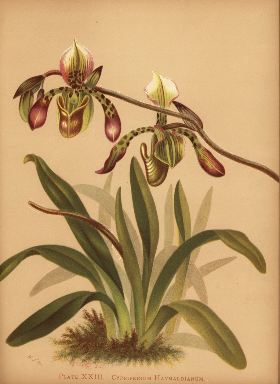 兜兰（Paphiopedilum haynaldianum orchid）（Cypripedium haynaldianum） 作者 不明