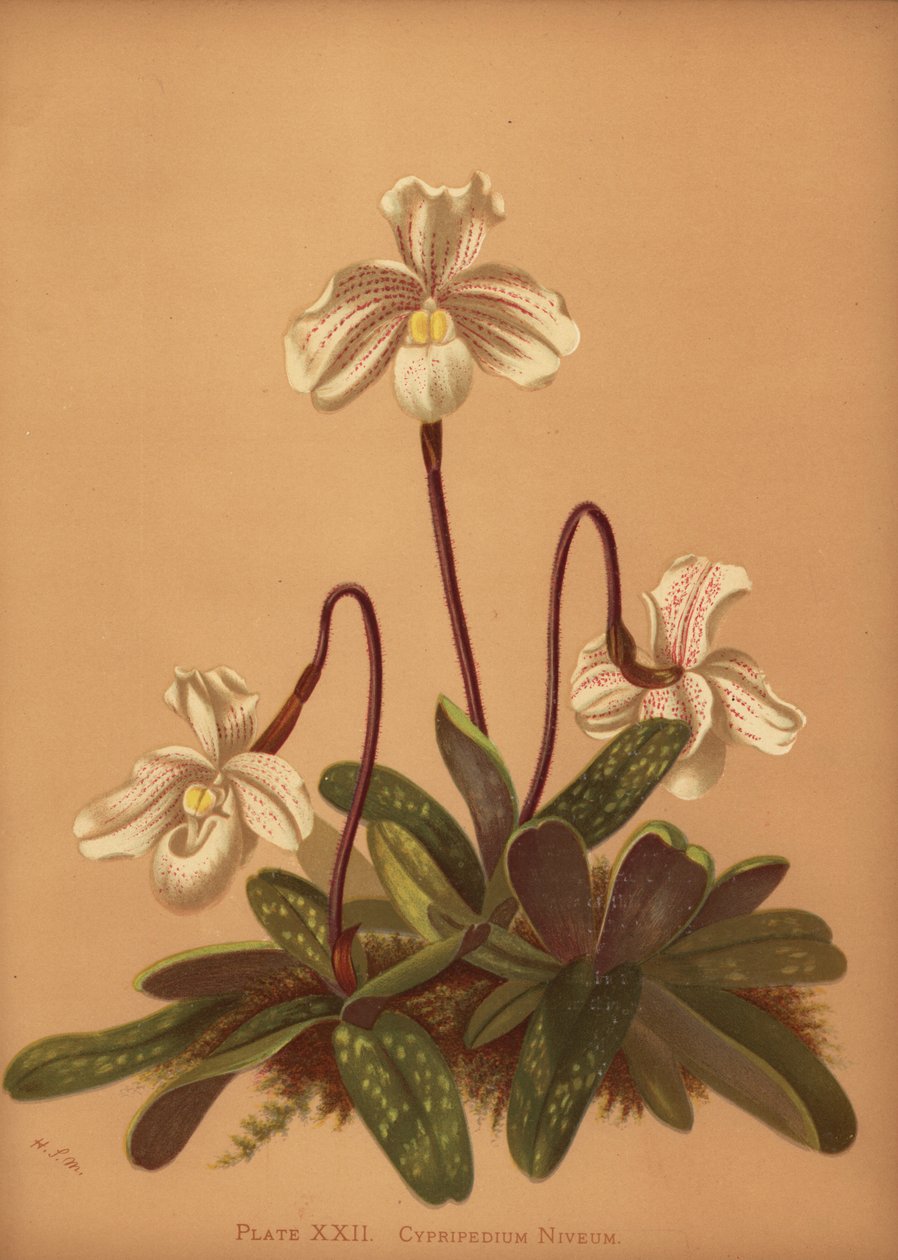 兜兰（Cypripedium niveum）（Cypripedium niveum） 作者 不明