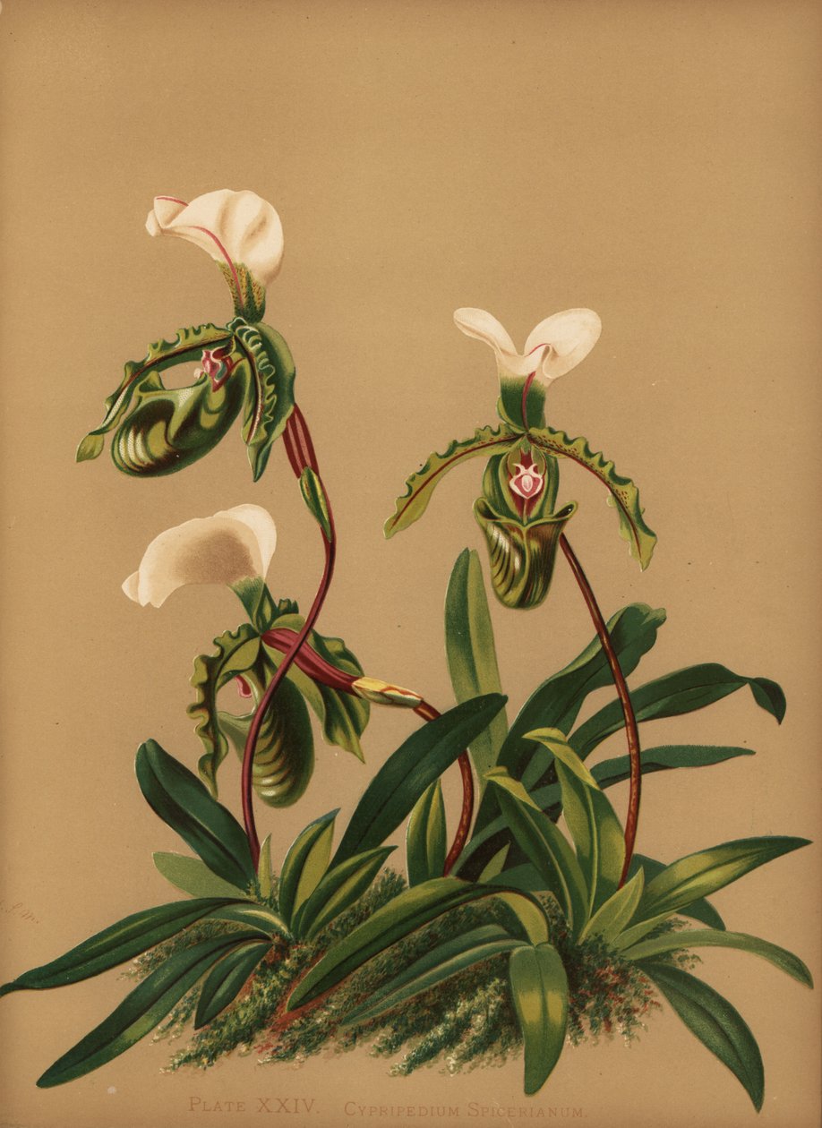 兜兰（Paphiopedilum spicerianum orchid）（Cypripedium spicerianum） 作者 不明