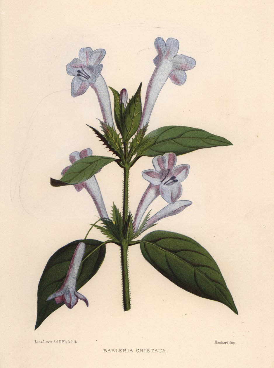 菲律宾紫罗兰，蓝铃花barleria或有顶饰菲律宾紫罗兰，Barleria cristata 作者 不明