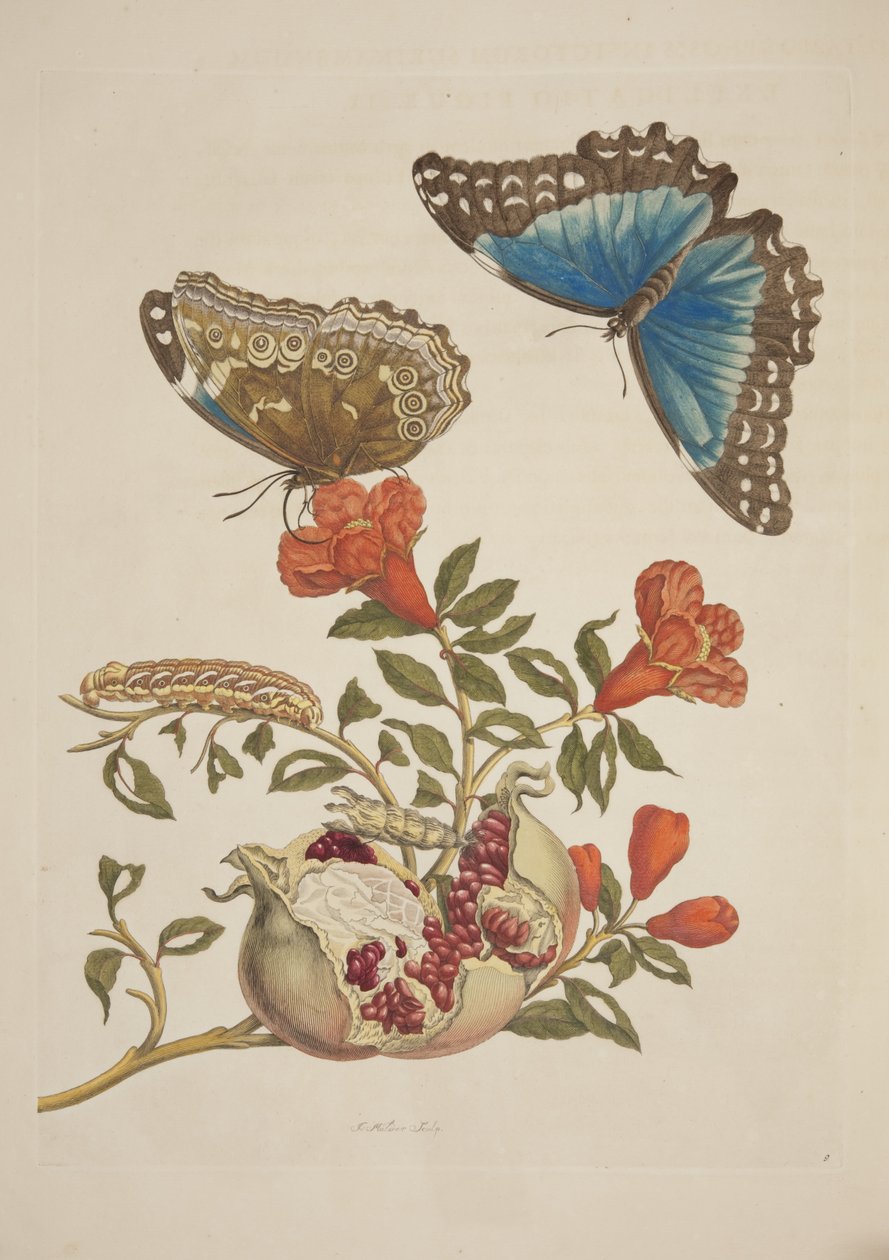 昆虫变态板9从Surinamensium由玛利亚西碧拉梅里安，1705 作者 不明