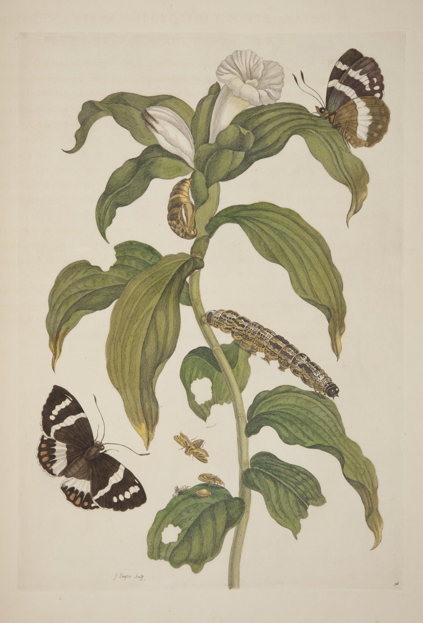 昆虫变态板26从通过Surinamensium玛利亚西碧拉梅里安，1705 作者 不明