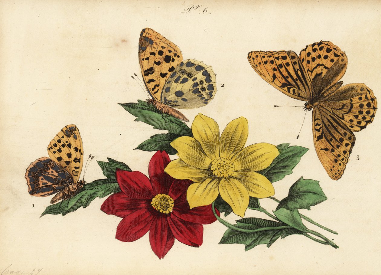 西班牙女王贝母，Issoria lathonia 1，深绿色贝母，Argynnis aglaja 2和银洗贝母，Argynnis paphia 3 作者 不明