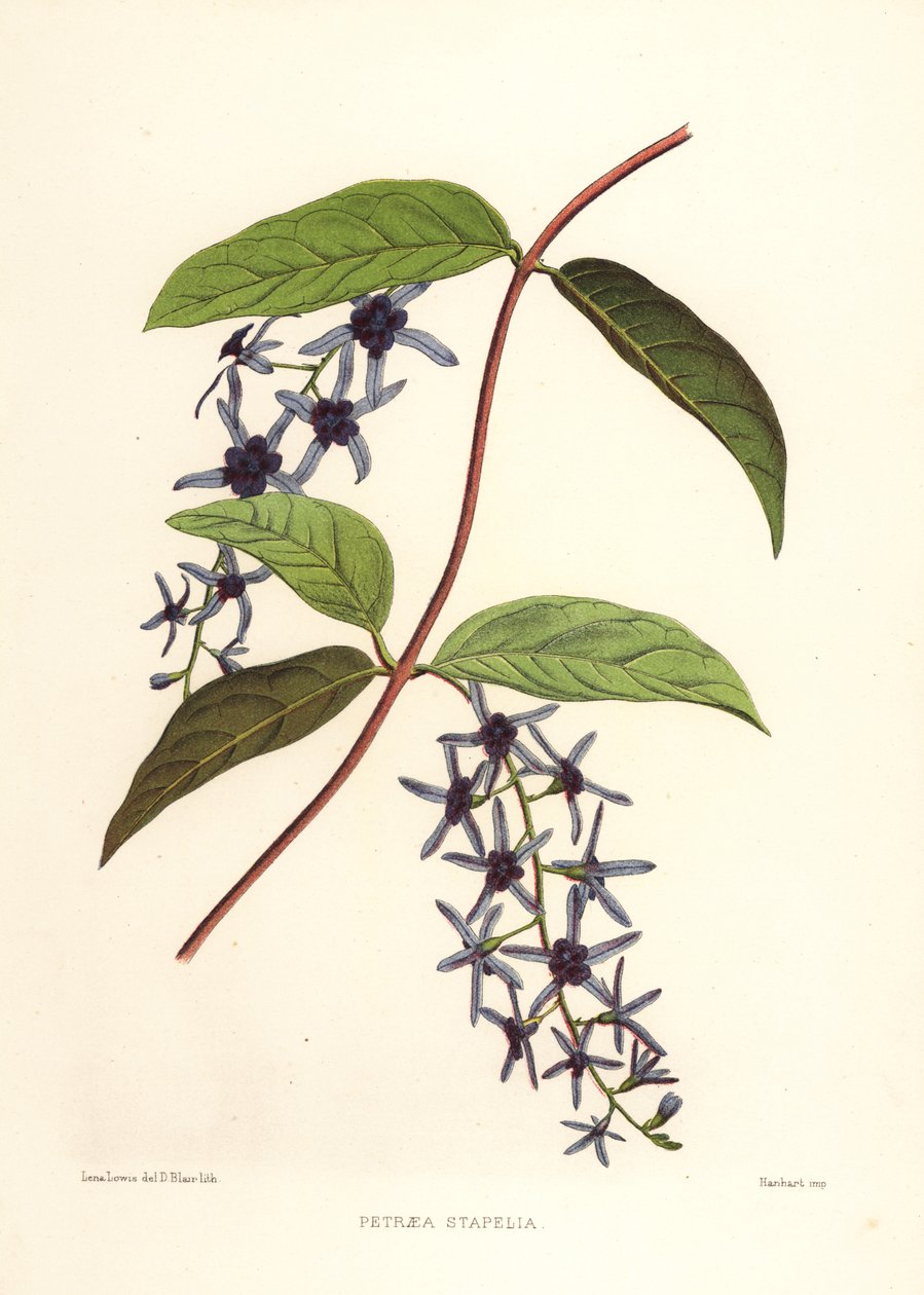 砂纸来了，Petrea volubilis（Petraea stapelia） 作者 不明