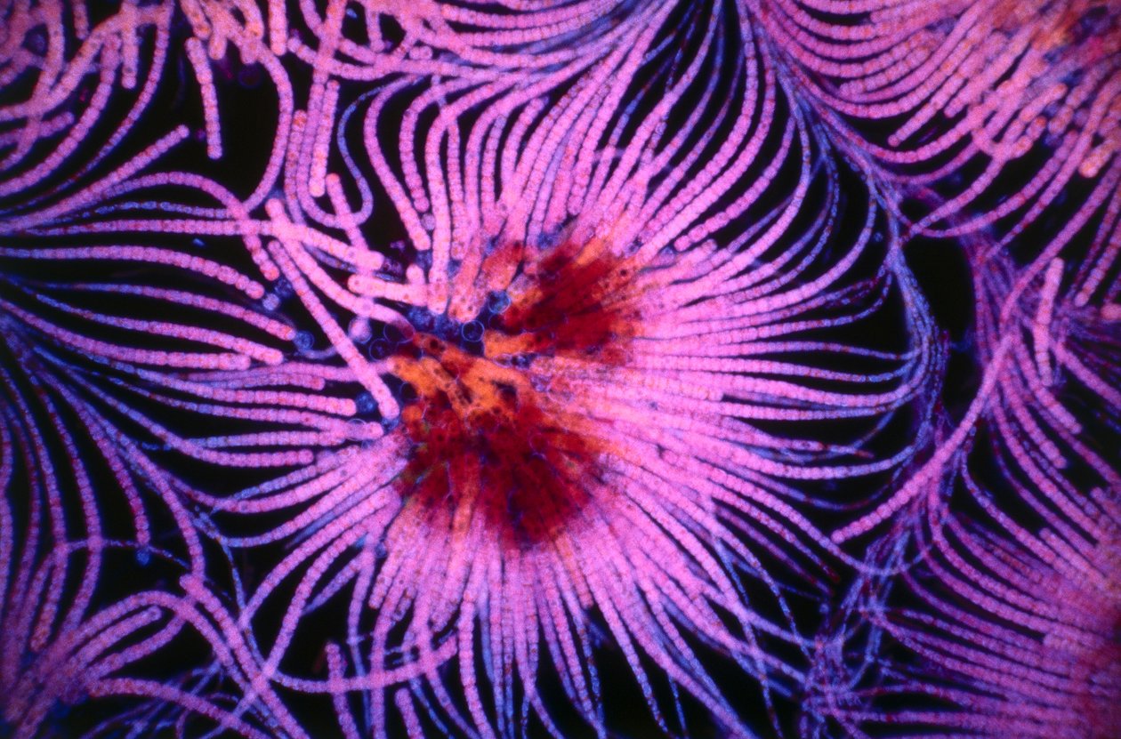 幻灯片显示称为蓝细菌的单细胞生物群 作者 不明