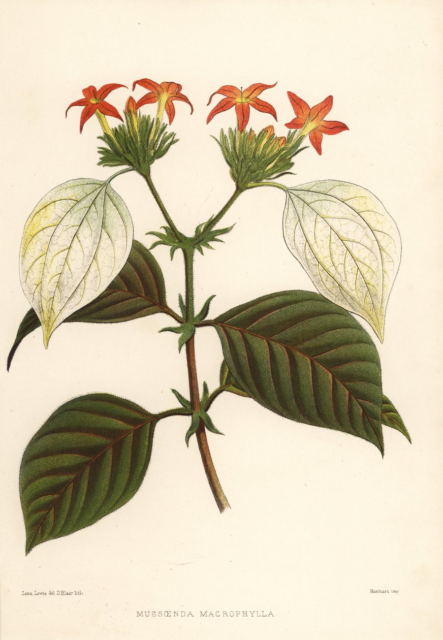甜根，Mussaenda macrophylla 作者 不明