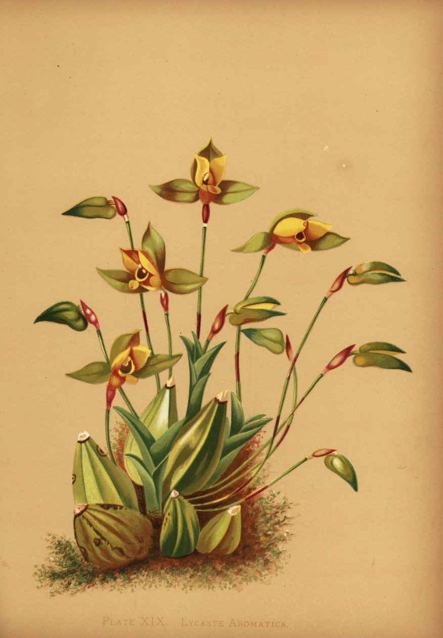 甜香味的lycaste兰花，Lycaste aromatica 作者 不明