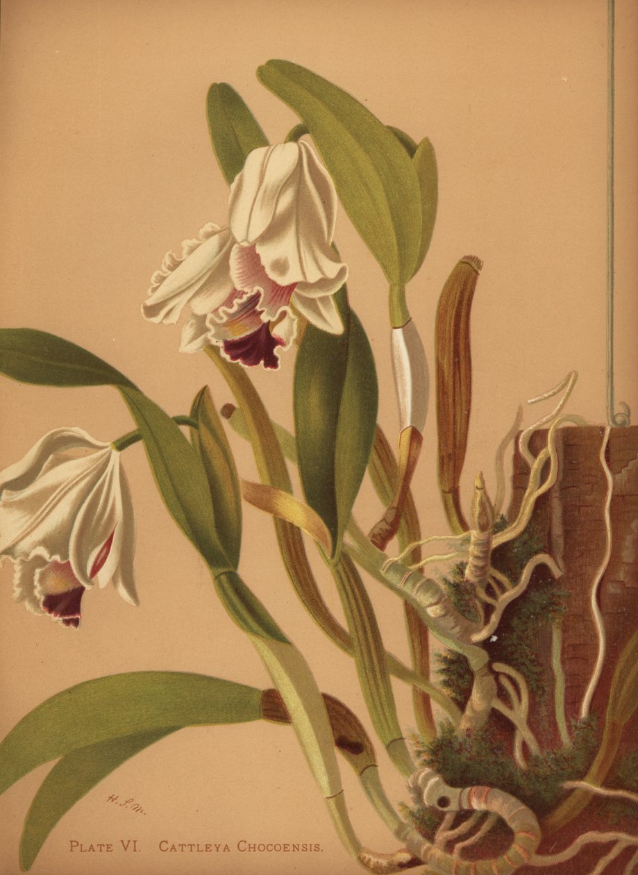 美丽的cattleya或azucenas，Cattleya quadricolor 作者 不明