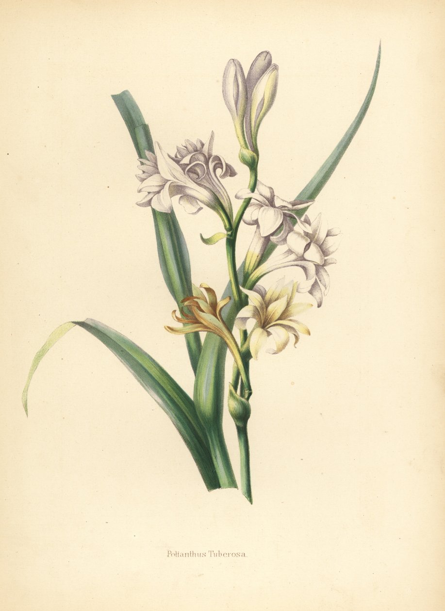 晚香玉，Polianthes tuberosa（Polianthus tuberosa 作者 不明
