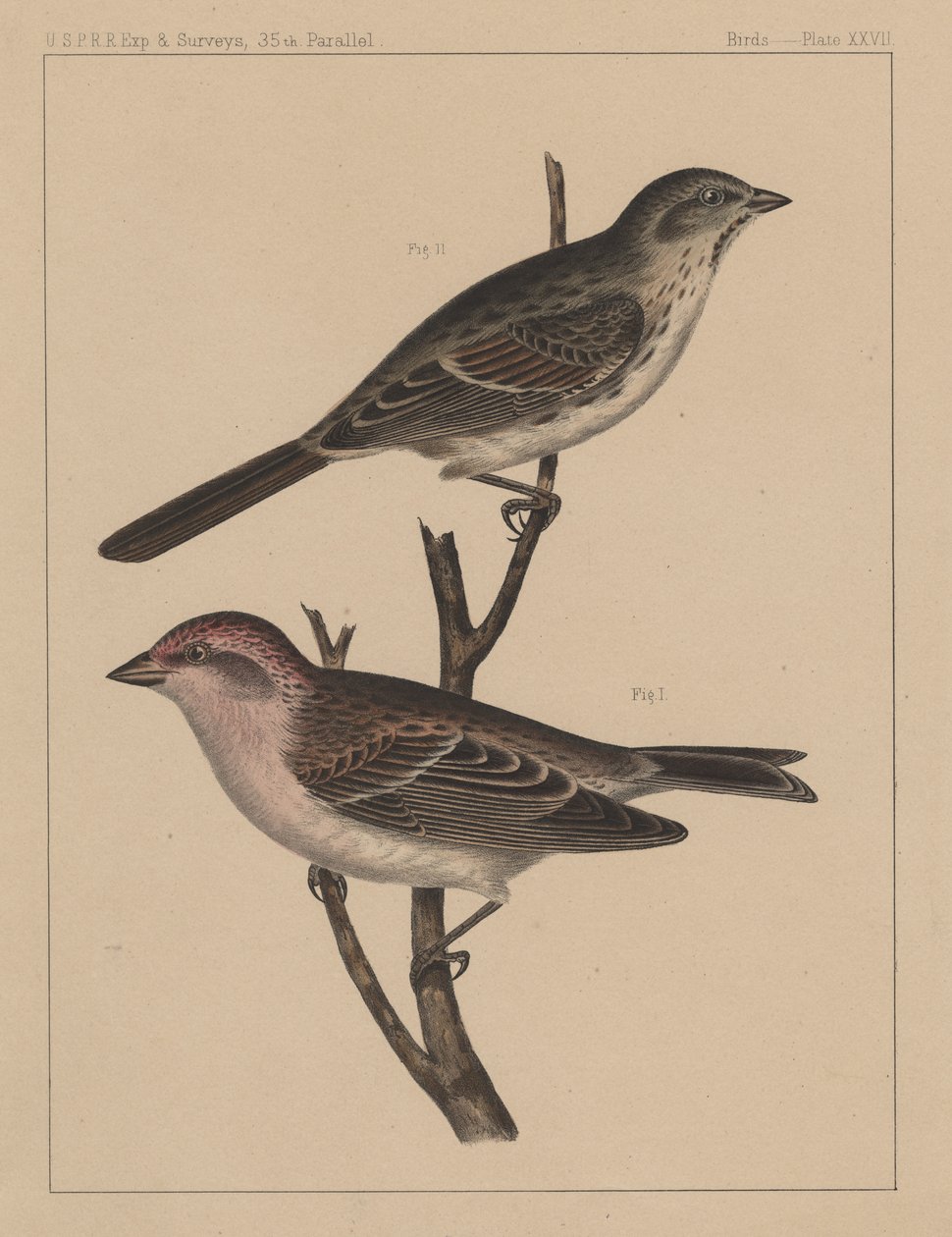 鸟类，板材XXVII，1855 作者 美国学校