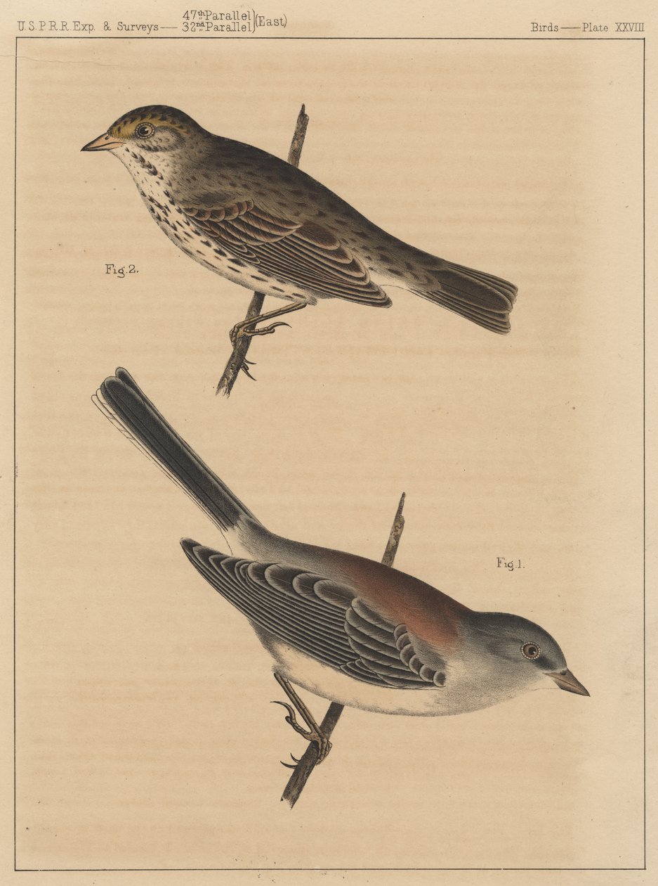 鸟类，板XXVIII，1855 作者 美国学校