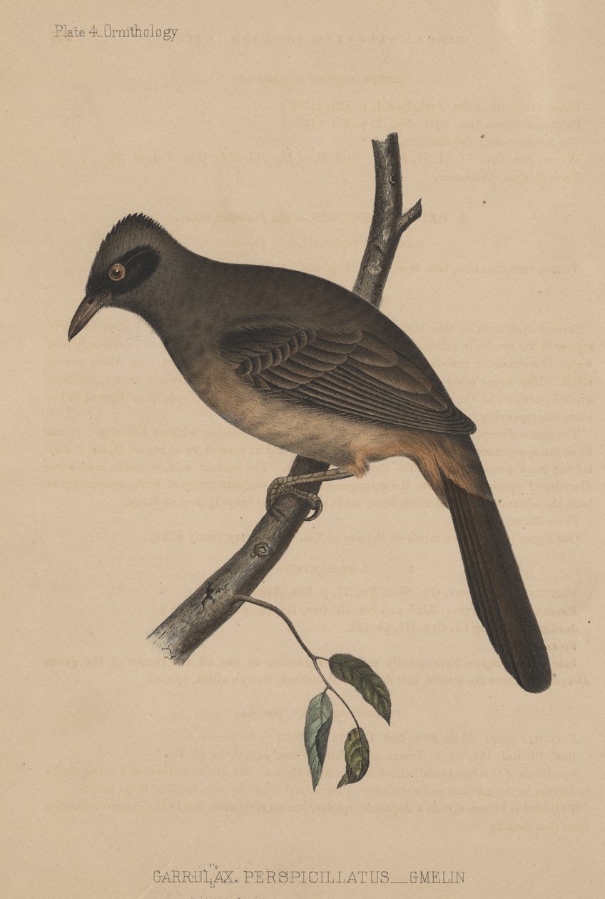 Garrulax Perspicillatus（Gmelin），1855年 作者 美国学校