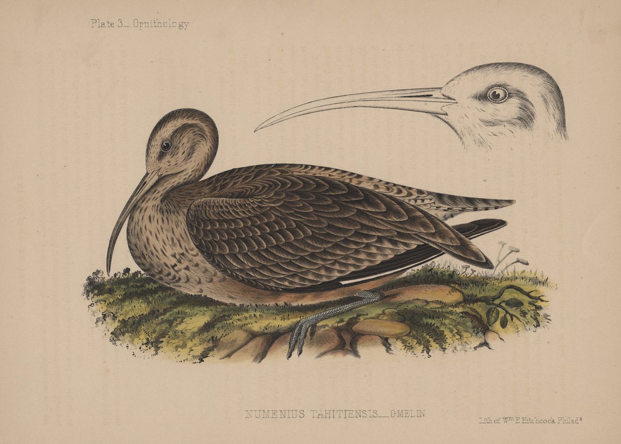 Numenius Tahitiensis（Gmelin），1855 作者 美国学校