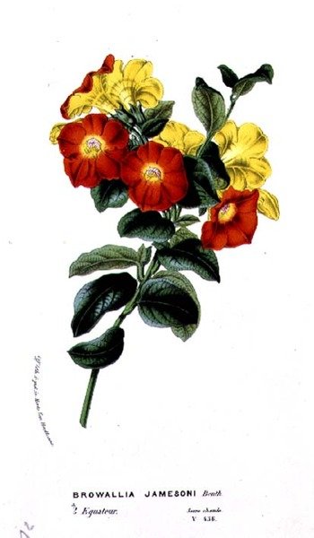 Browallia Jamesoni，来自Horto Van Houtteano的Louis van Houtte（1810-76）c.1860 作者 比利时学校