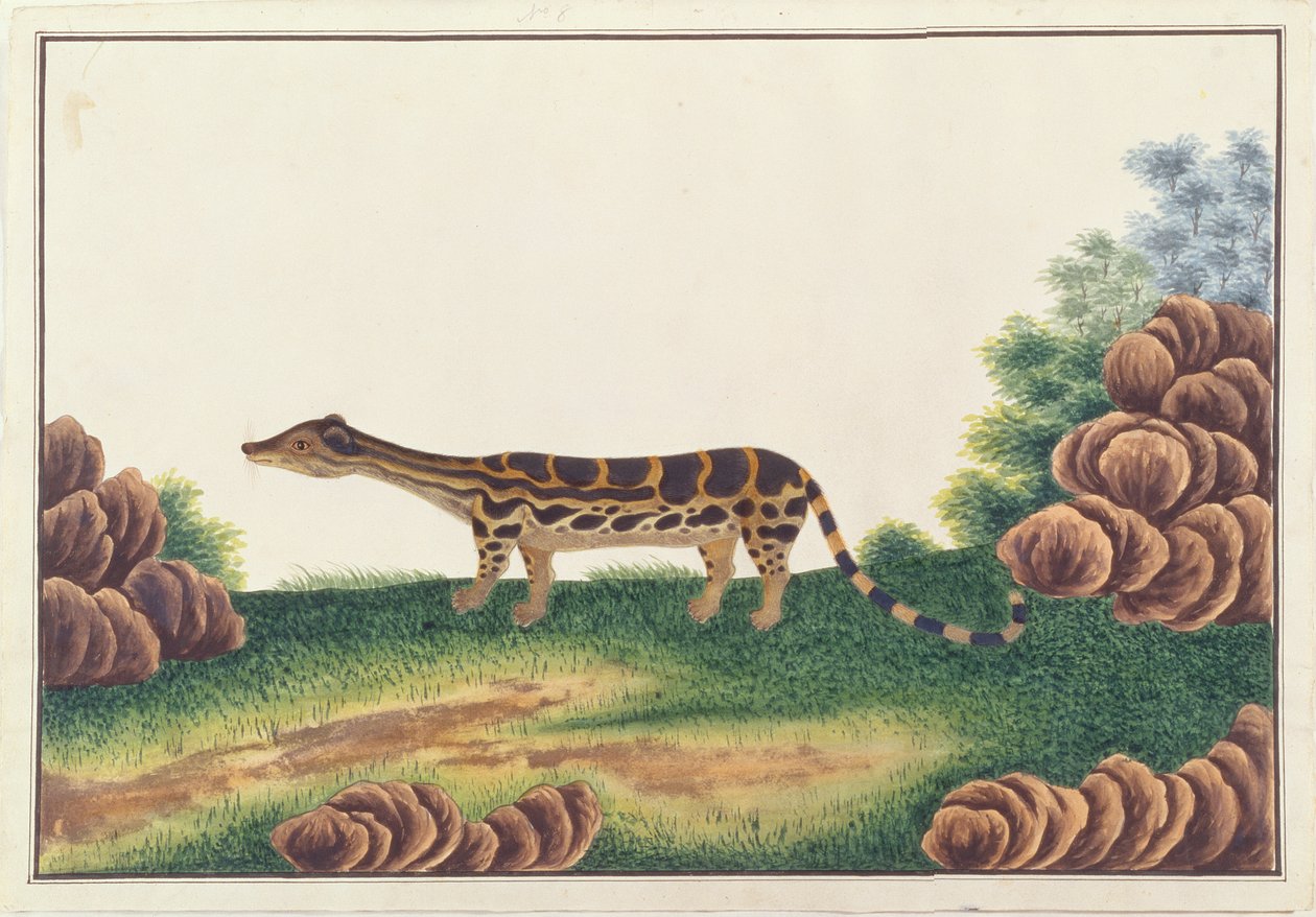 来自马六甲的动物图画，昆虫和爬行动物的带状林桑，c.1805-18（wc和纸上水粉） 作者 中文学校
