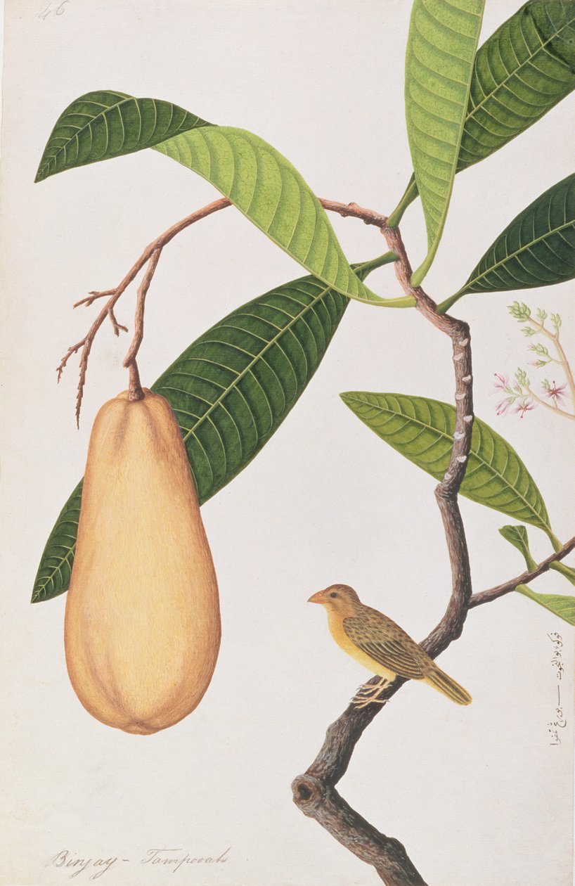 Baya Weaver，来自马六甲的鸟类画，c.1805-18（纸上写着） 作者 中文学校