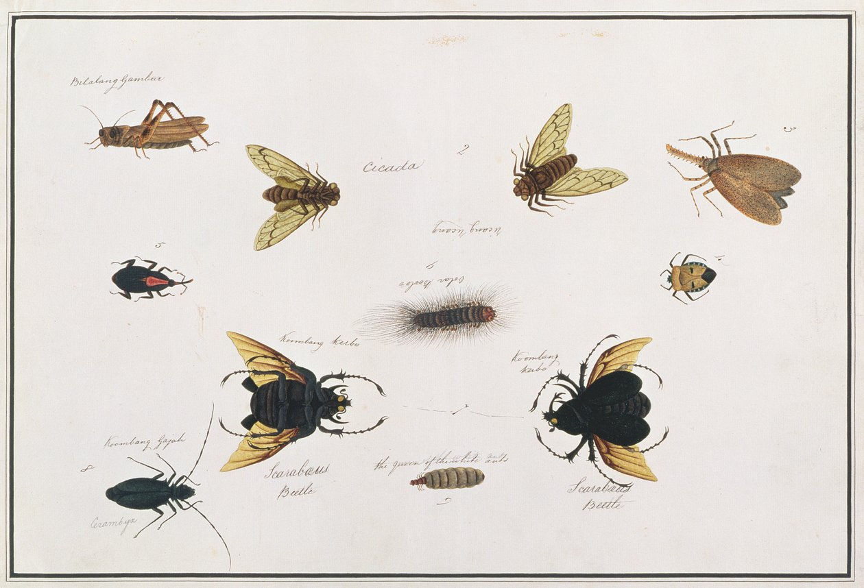 Bilalang Gambur，Cicada，Koombang Kerbo，Koombang Gajah，Scaraboeus Beetle，Ucanucang，来自马六甲的动物，昆虫和爬行动物图画，c.1805-18（wc和水粉纸） 作者 中文学校