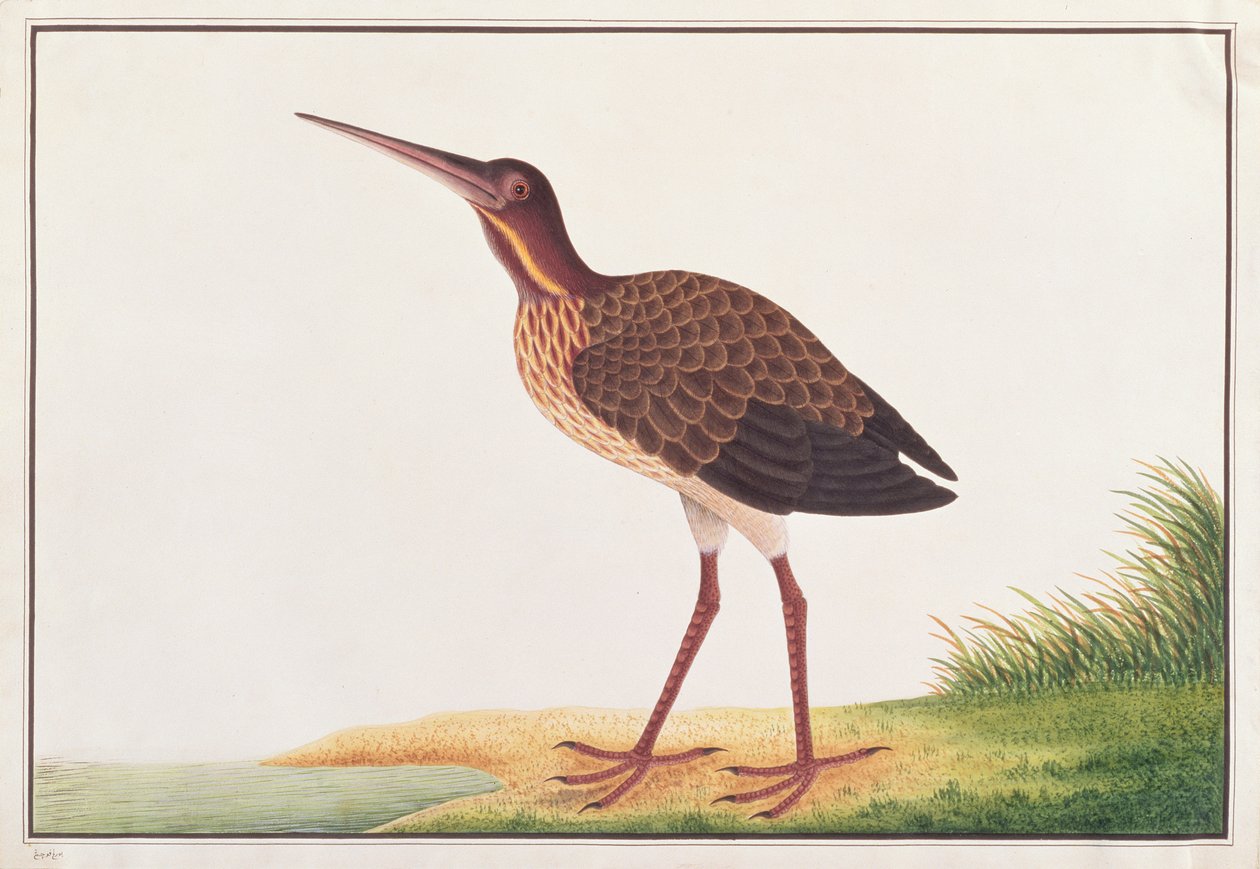 黑色卤水，来自马六甲的鸟类图画，c.1805-18（纸上写着） 作者 中文学校