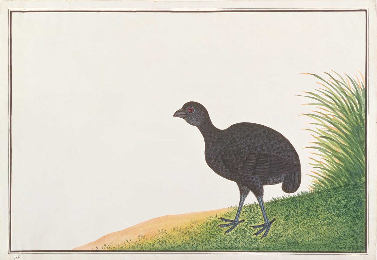 黑鹧,,来自马六甲的鸟类图画，c.1805-18（纸上写着） 作者 中文学校