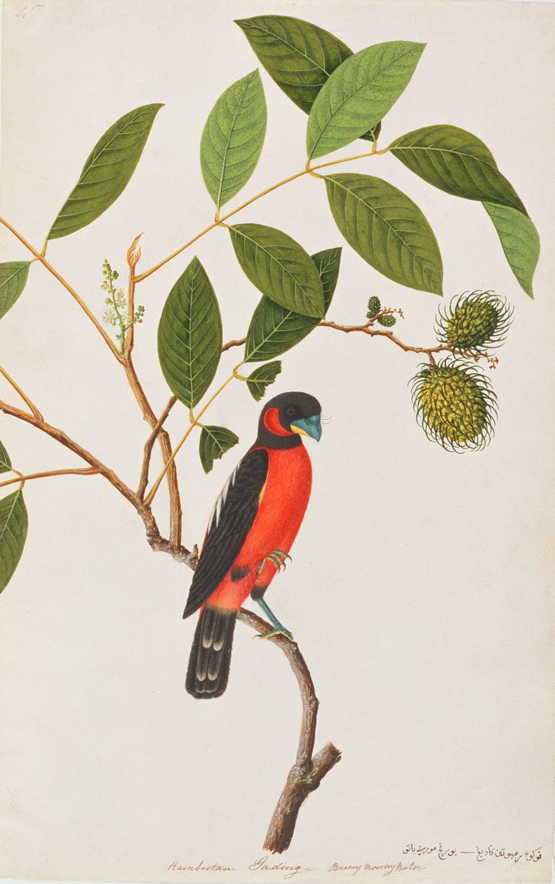 黑色和红色的Broadbill，来自马六甲的鸟类图画，c.1805-18（纸上写着） 作者 中文学校