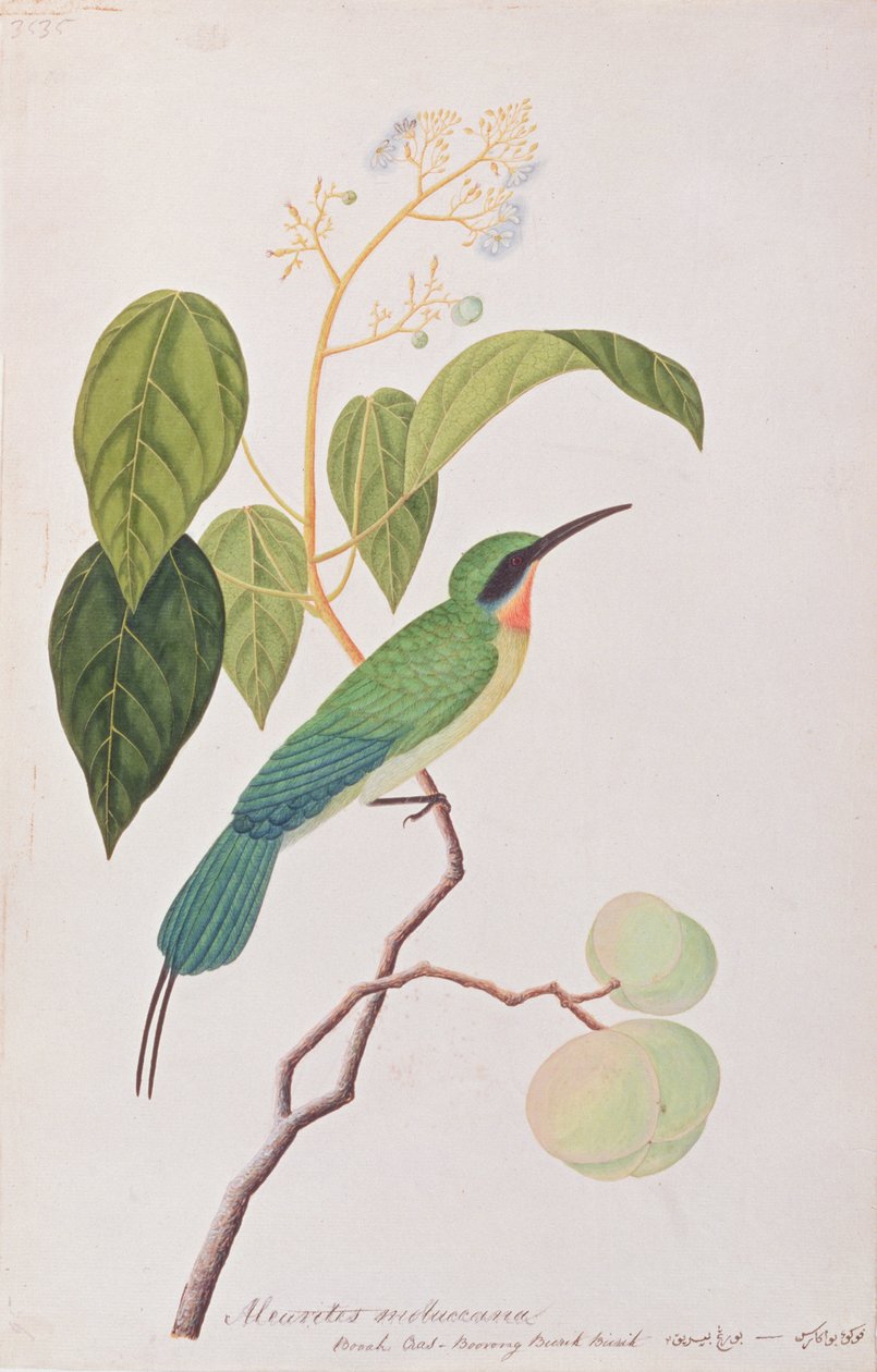蓝尾食蜂鸟，来自马六甲的鸟类图画，c.1805-18（纸上写着） 作者 中文学校