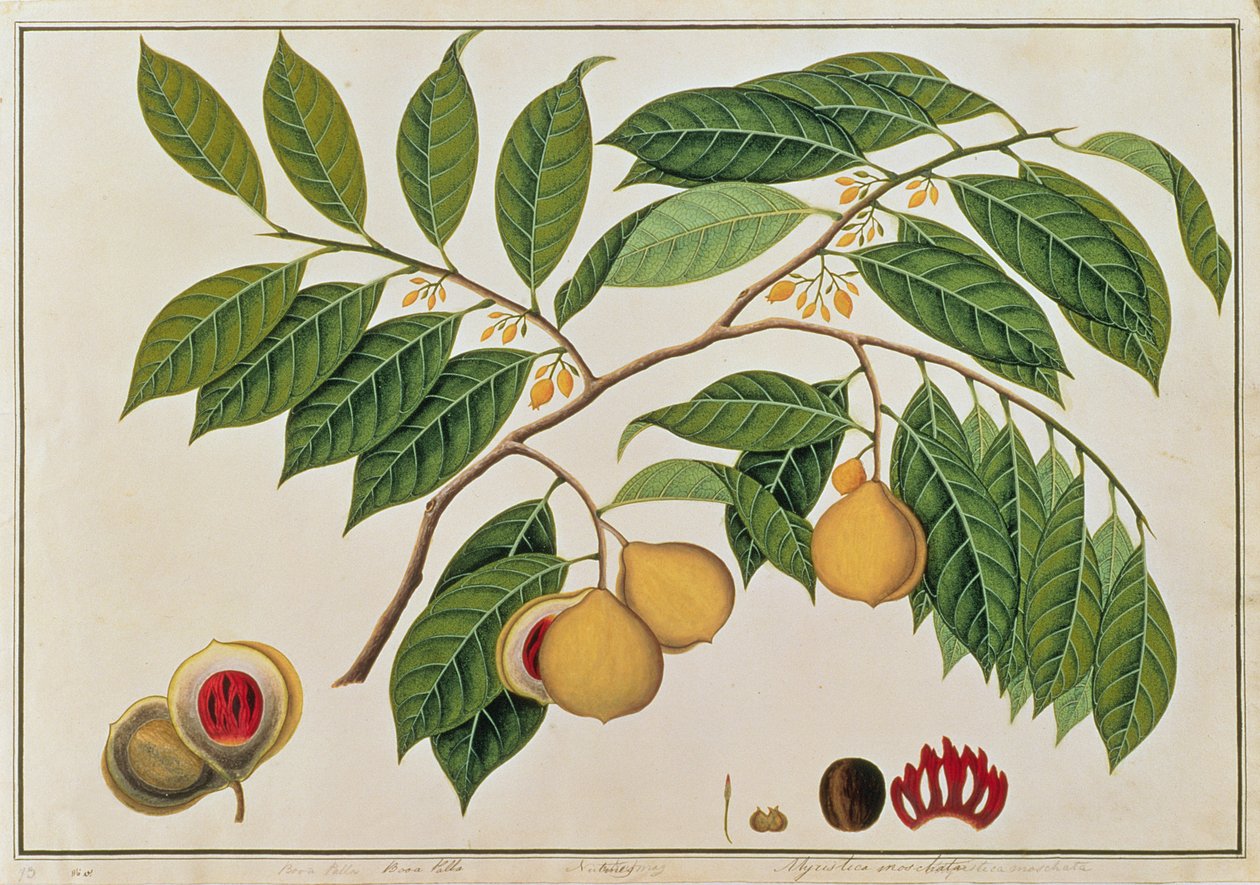 Booa Palla或Nutmeg，来自马六甲的植物图，c.1805-18（纸上写着） 作者 中文学校