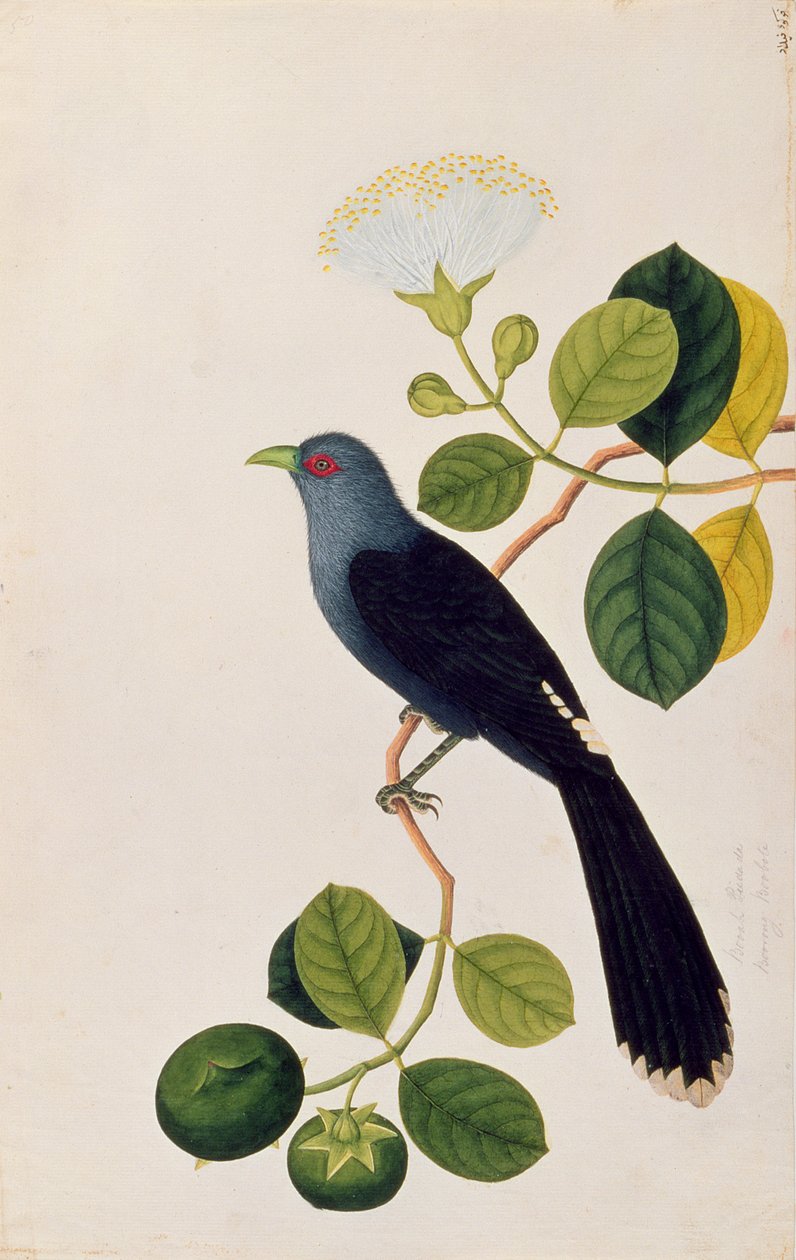 Booah Piedada，Boorong Boobote，来自马六甲的鸟类画，c.1805-18（纸上写着） 作者 中文学校