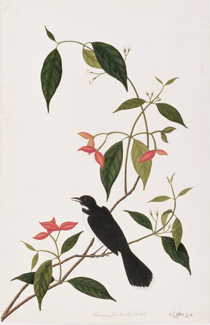 来自马六甲的鸟类图画，Jan.1-chee Gutah，1805-18（纸上写着） 作者 中文学校