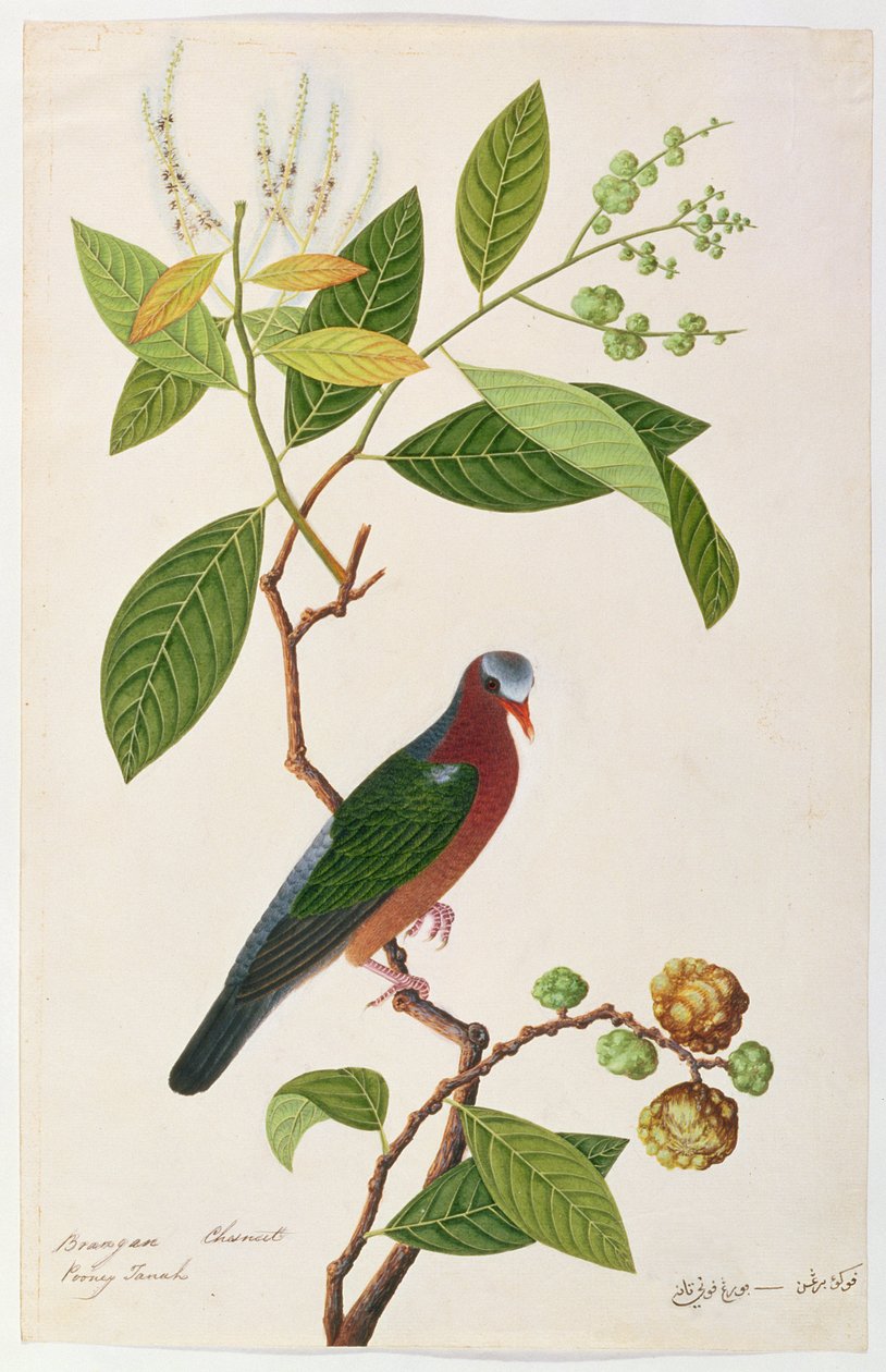 Brangan Chestnut，Pooney Tanah，来自马六甲的鸟类画，c.1805-18（纸上写着） 作者 中文学校