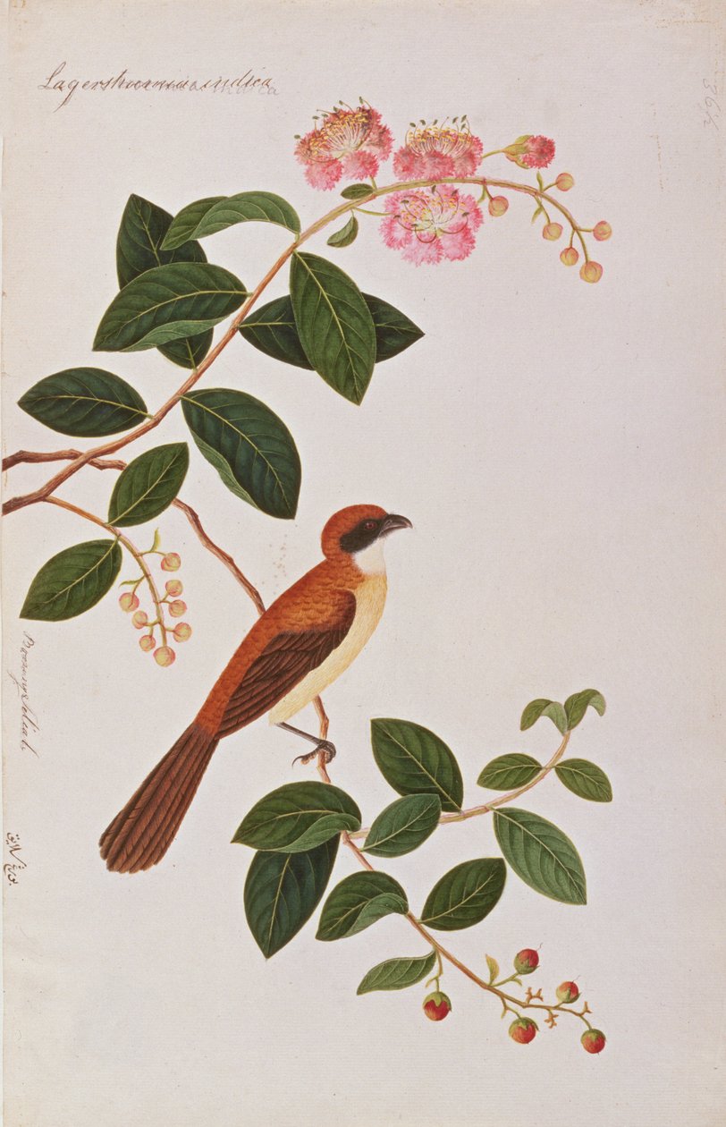 布朗伯劳克，来自马六甲的鸟类画，c.1805-18（纸上写着） 作者 中文学校