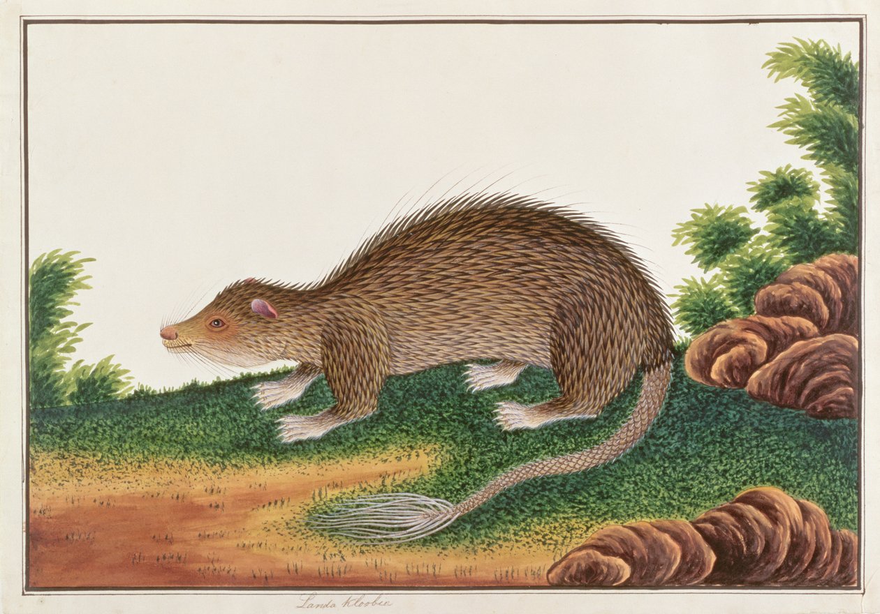 刷尾豪猪，来自马六甲的动物，昆虫和爬行动物的图画，c.1805-18（wc＆gouache on paper） 作者 中文学校