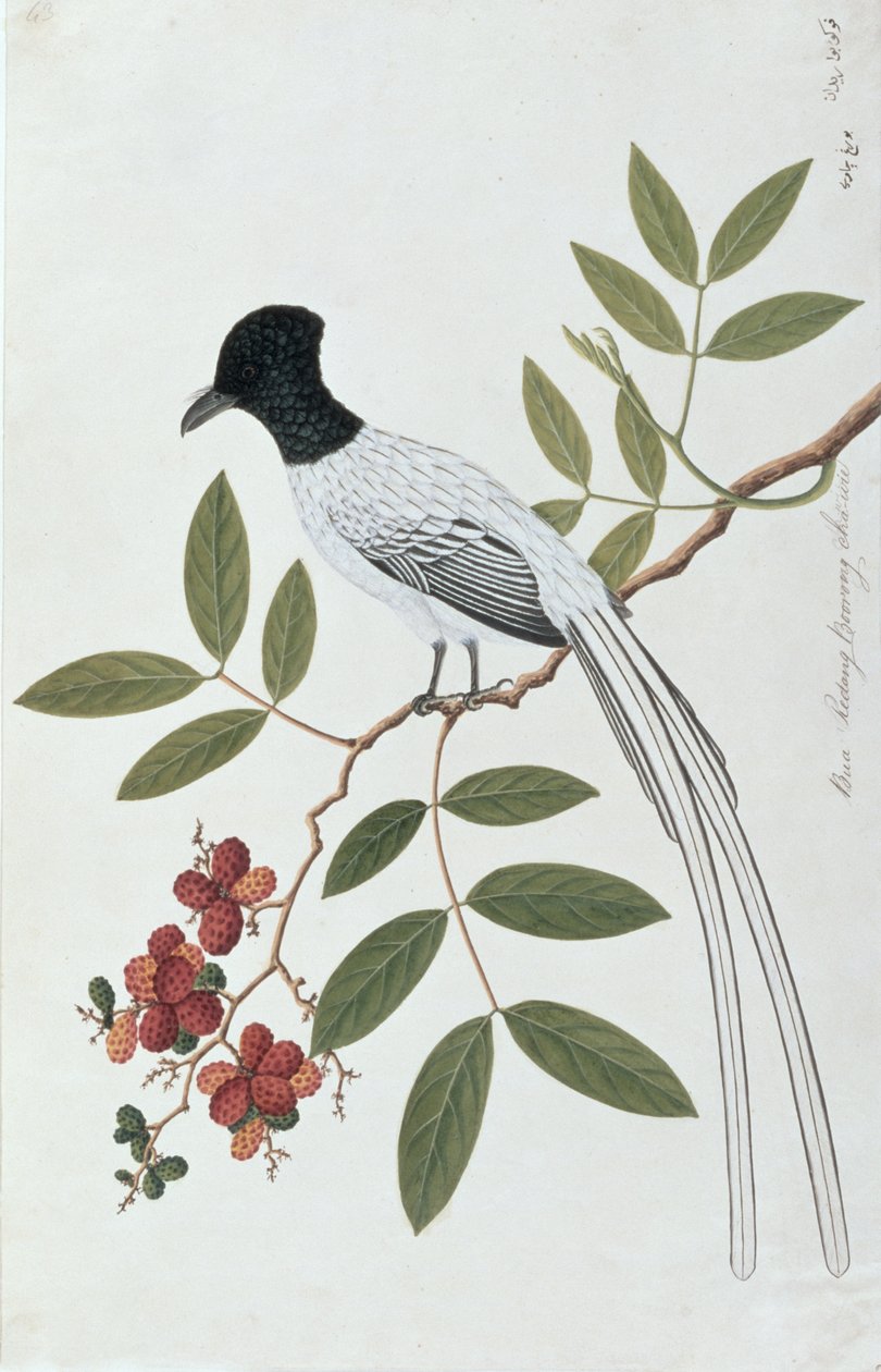 Bua Redang Boorong cha-wie，来自马六甲的鸟类画，1980年至18-18年（纸上写着） 作者 中文学校