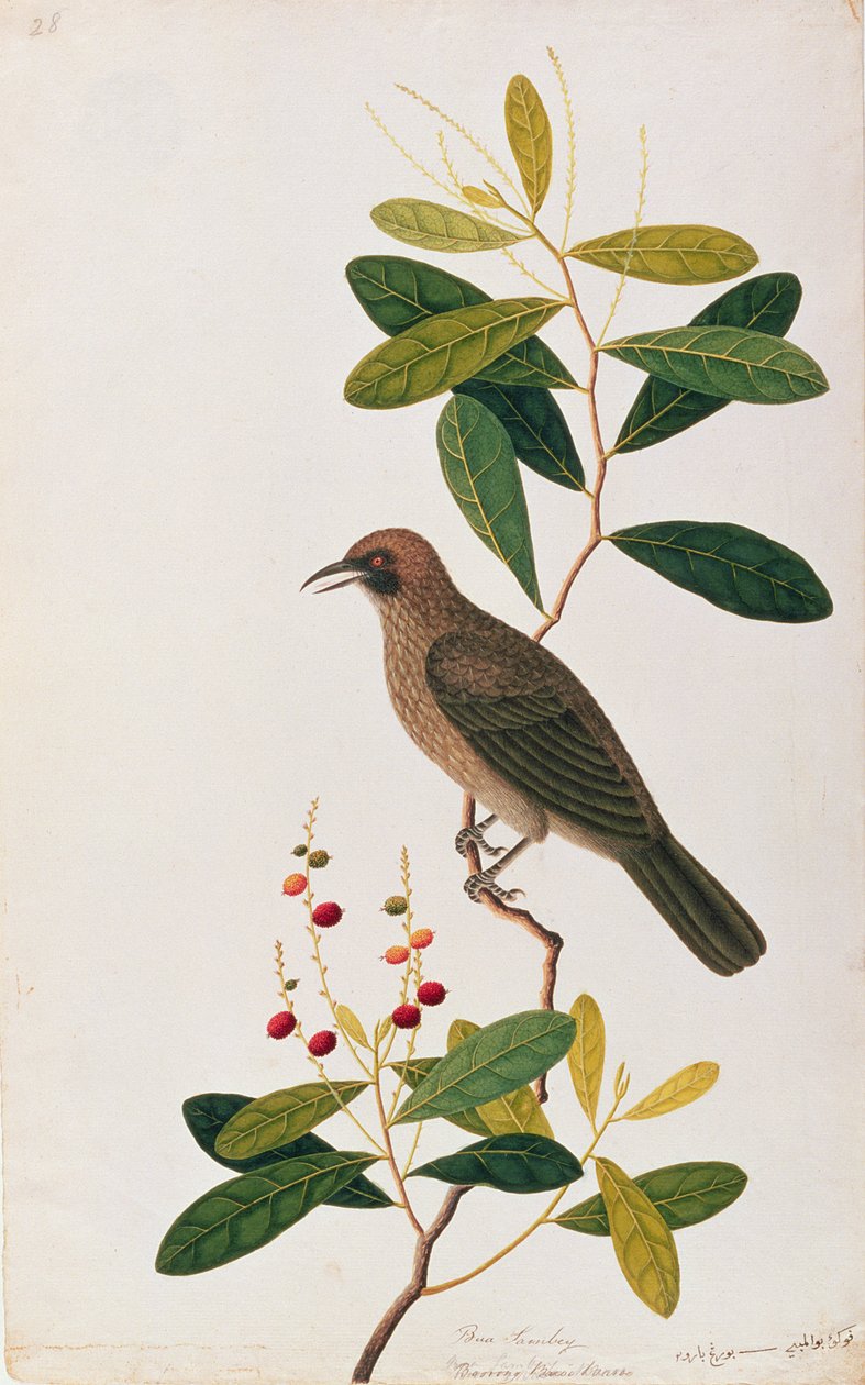 Bua Sambey，Boorong Baroo Baroo，来自马六甲的鸟类画，c.1805-18（纸上写着） 作者 中文学校