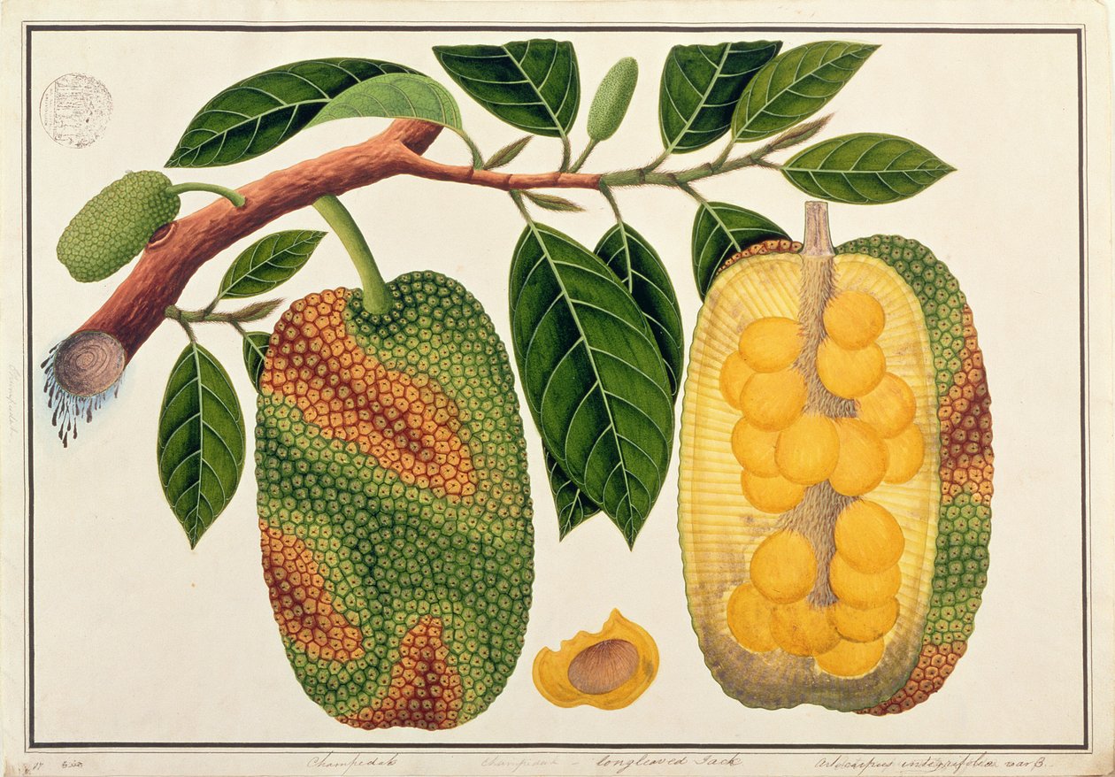 Champedak Artocarpus integrifolia或Longleaved Jack，来自马六甲的植物图纸，c.1805-18（纸上写着） 作者 中文学校