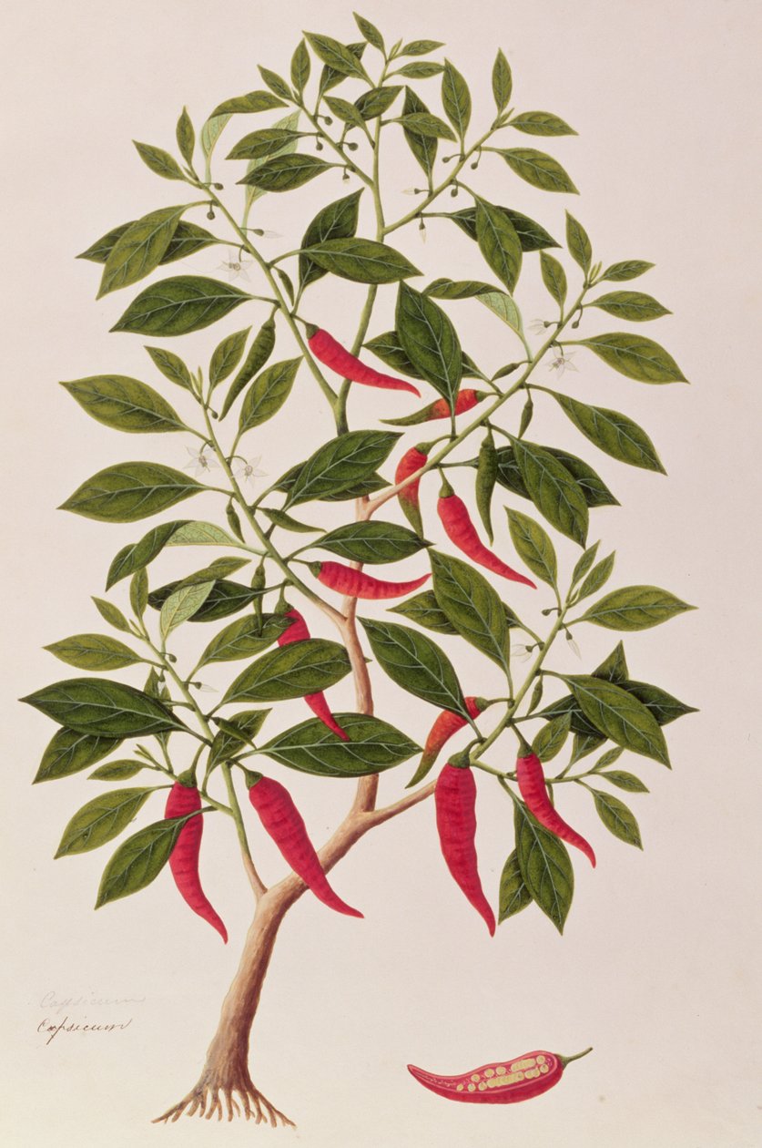 寒冷或辣椒，马六甲植物图纸，c.1805-18（纸上wc） 作者 中文学校