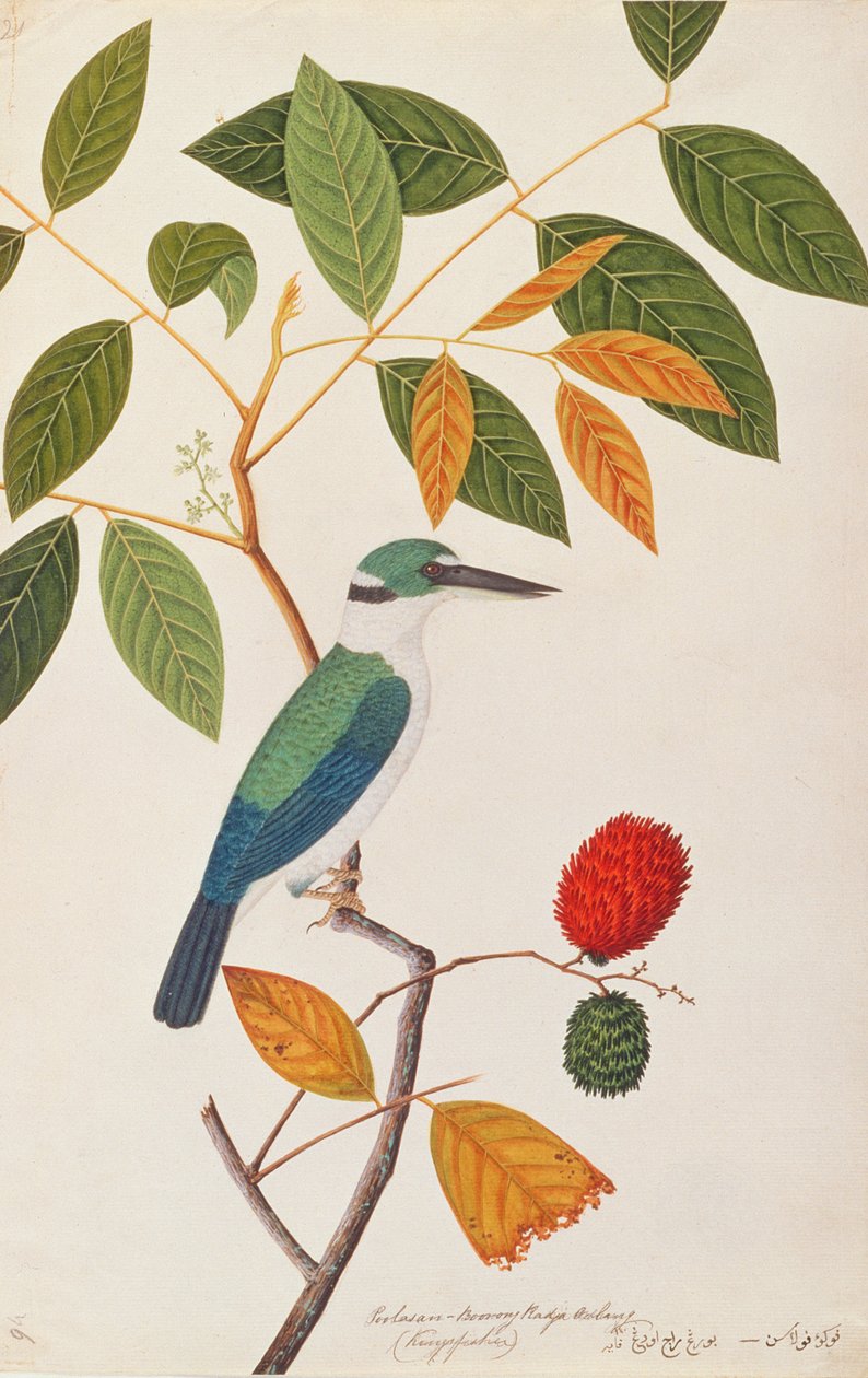 来自马六甲的鸟类图画的Collared Kingfisher，c.1805-18（纸上写着） 作者 中文学校