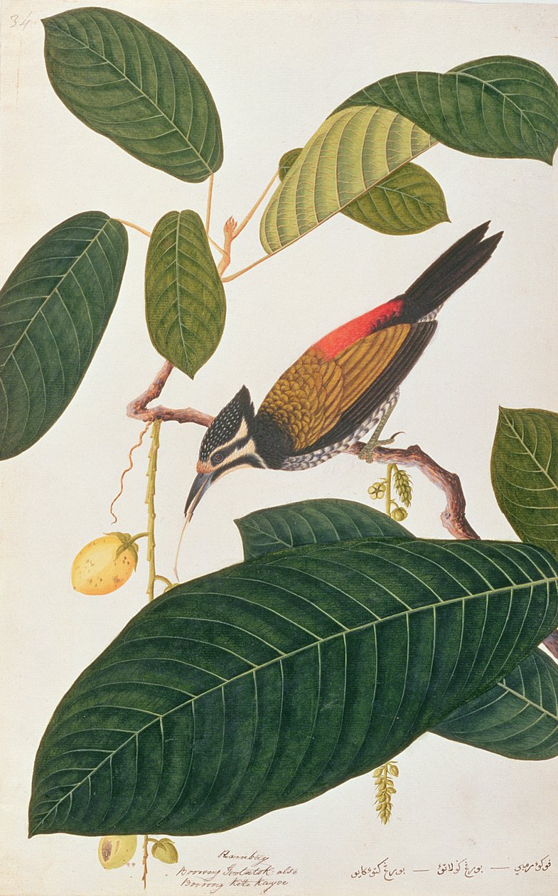 常见的金背，来自马六甲的鸟类图画，c.1805-18（纸上写着） 作者 中文学校