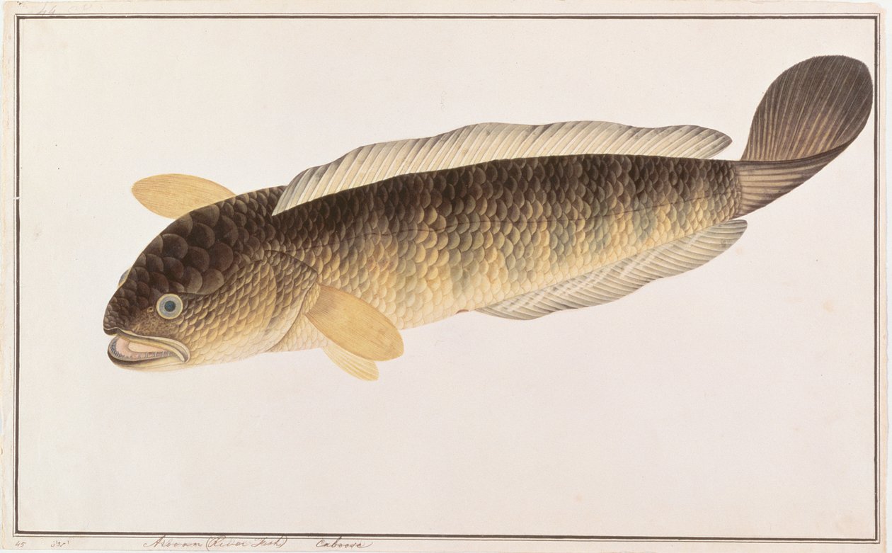 普通的蛇头，来自马六甲的鱼类图画，c.1805-18（纸上写着） 作者 中文学校