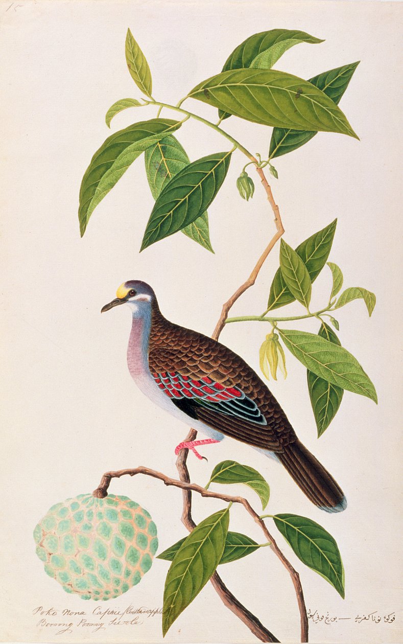 Custard Apple，Poke Nona Caprie和Boorong Pooney Sieole，来自马六甲的鸟类画，c.1805-18（纸上写着） 作者 中文学校
