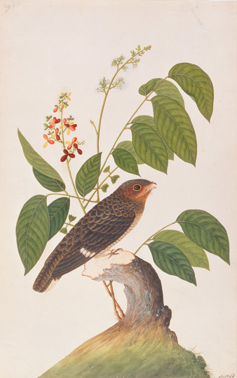 Dusky Broadbill，来自马六甲的鸟类画，c.1805-18（纸上写着） 作者 中文学校
