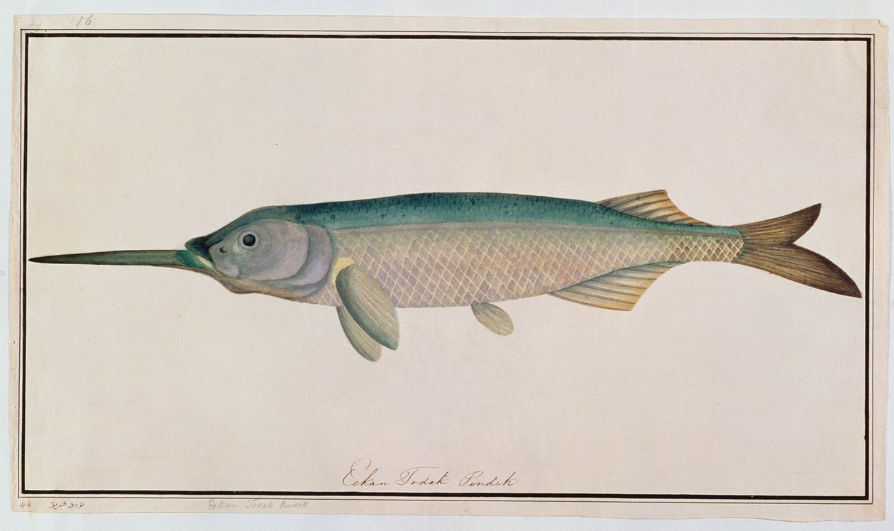 Eekan Todah Pindik，来自马六甲的鱼类绘画，c.1805-18（纸上写着） 作者 中文学校